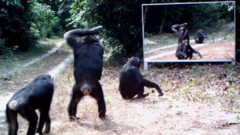 ¿Cuál es la reacción de los animales salvajes frente a un espejo?