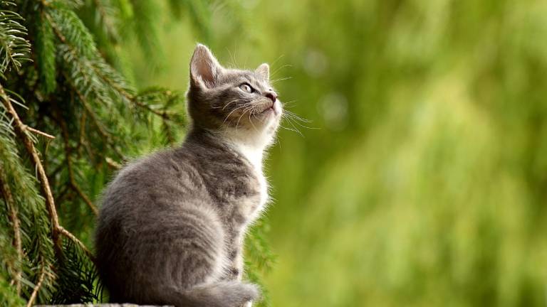Los mitos y verdades sobre los gatos: ¿Qué debes saber antes de tener a uno como mascota?