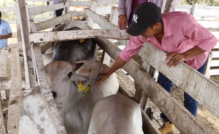 $!La Prefectura del Guayas entregó desparasitantes, vitaminas e insumos para mejoramiento sanitario a 502 tenedores de ganado de la provincia.