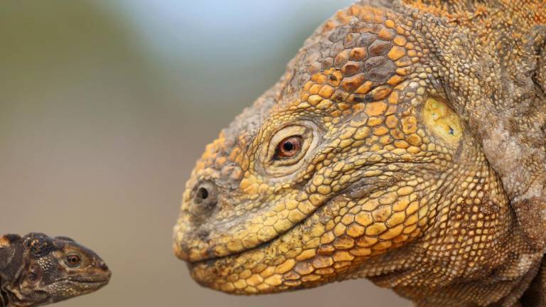 Aumenta la población de iguanas amarillas en las Islas Galápagos