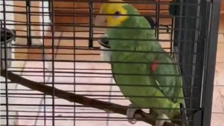 Perico dice ahí voy y hace esperar media hora a testigos de Jehová