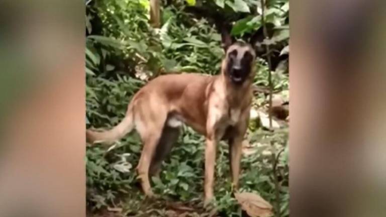 ¿Wilson apareció con vida? Difunden video de un perro parecido al que rescató a los niños perdidos en la selva de Colombia