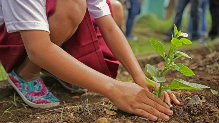 El regalo de plantar un árbol por cada bebé nacido