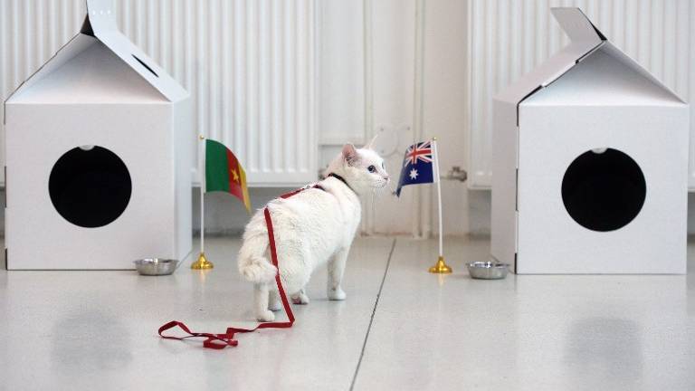 El gato Aquiles, el pronosticador oficial del Mundial