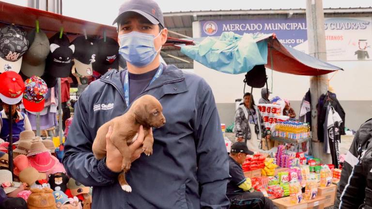 Rescatan cachorros comercializados ilegalmente en el mercado Las Cuadras, en Quito