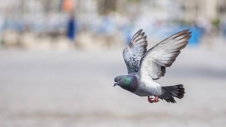 Sobrepoblación de aves en zonas cercanas al aeropuerto de Guayaquil será evaluada por especialistas extranjeros