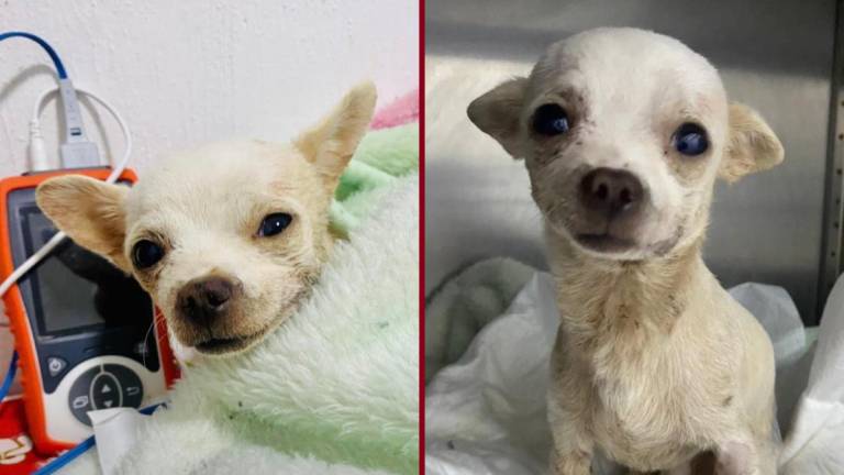 Pinky, el chihuahua que resultó herido tras defender su casa de un ladrón, no se pudo reponer de sus heridas y falleció