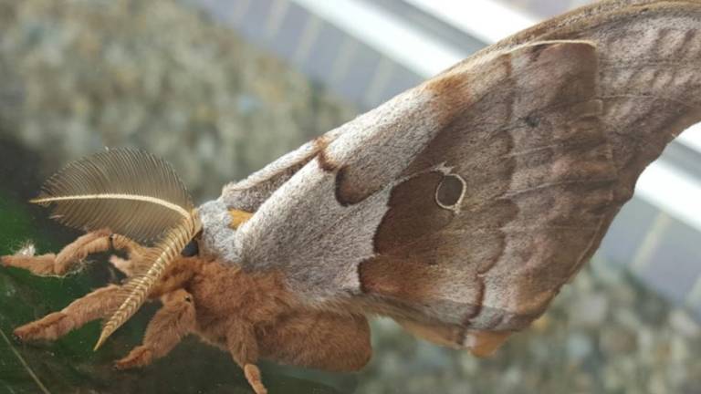 ¿Tarántulas con alas? la verdad tras las aterradores fotos de esta especie