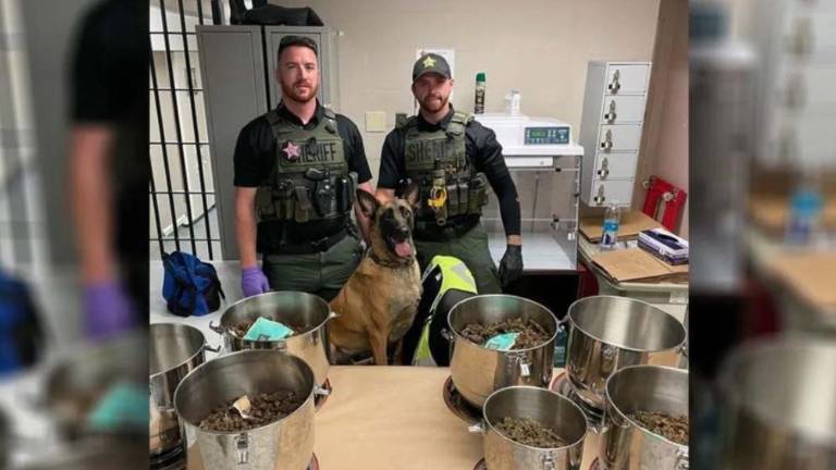 Perra policía descubre casi 4.000 kilos de marihuana en ollas a presión