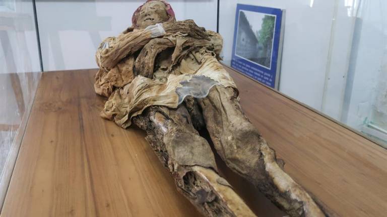De 156 centímetros, con ancho de tórax de 36 centímetros y cabeza de 32 centímetros, la momia fue hallada en 1949.