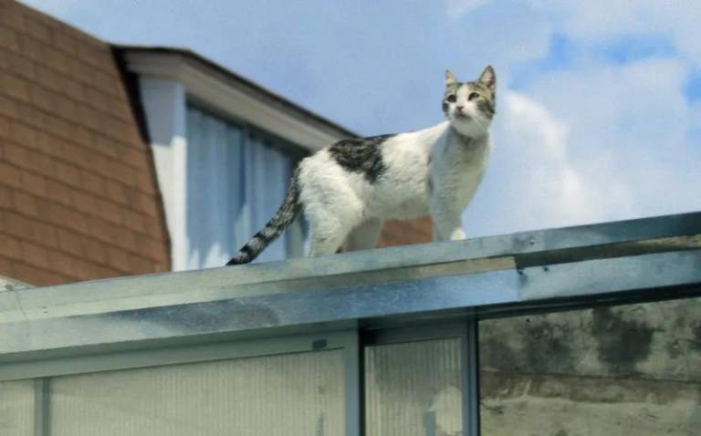 $!Simón, un gato blanco con manchas que coprotagoniza el filme.