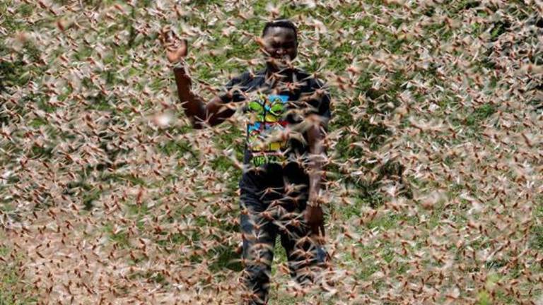 La ONU advierte sobre peligrosa plaga de langostas que amenaza África