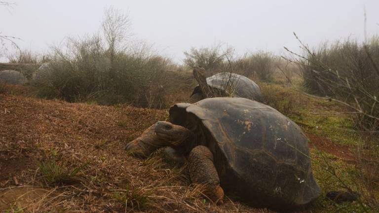 Científicos vigilan la población de tortugas gigantes en Galápagos