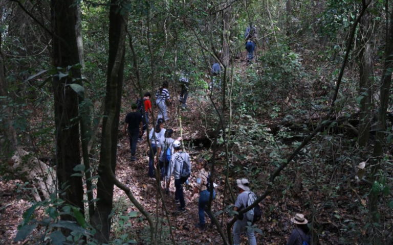 $!Varios turistas caminando a lo largo del bosque seco.