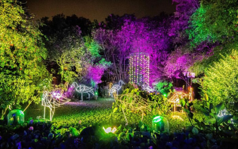 $!Fotografía del Bosque de Luz.