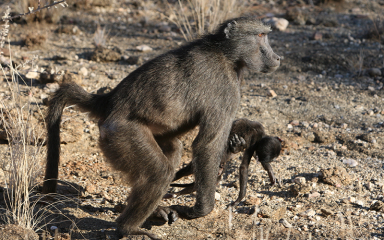 $!Las madres primates cargan a sus crías fallecidas en señal de duelo.