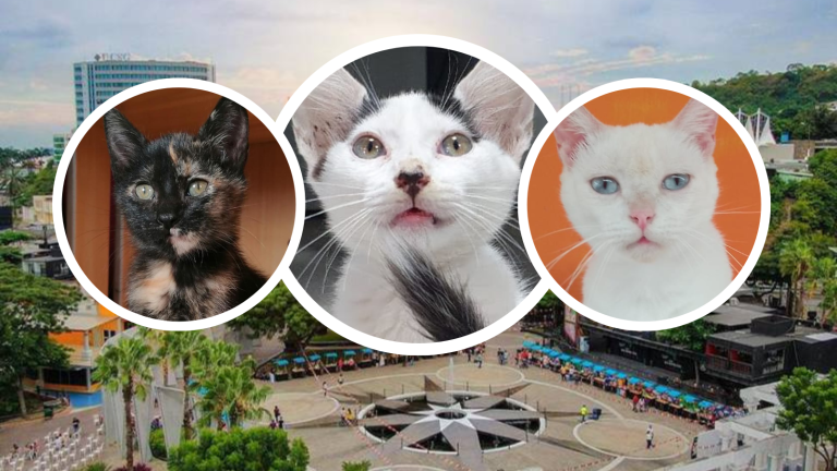 Gatitos podrán ser adoptados en la Plaza Guayarte, este sábado 24 de febrero, en Guayaquil