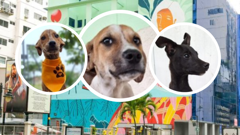 Cachorritos podrán ser adoptados en la Calle Panamá, este sábado 9 de marzo, en Guayaquil