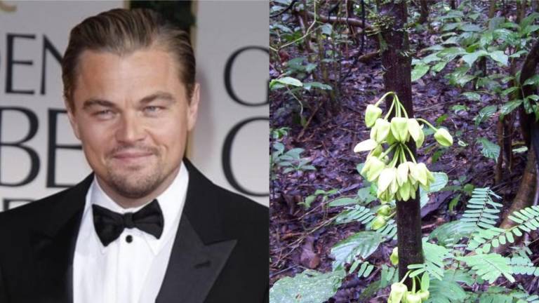 Una nueva especie de árbol es bautizada en honor a Leonardo DiCaprio