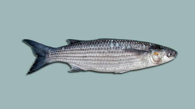 Fotografía de archivo que muestra una lisa sobre un fondo llano.