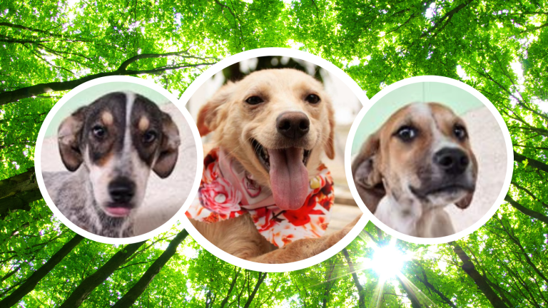 Perritos podrán ser adoptados por familias amorosas este sábado 16 de marzo en el Parque Samanes de Guayaquil
