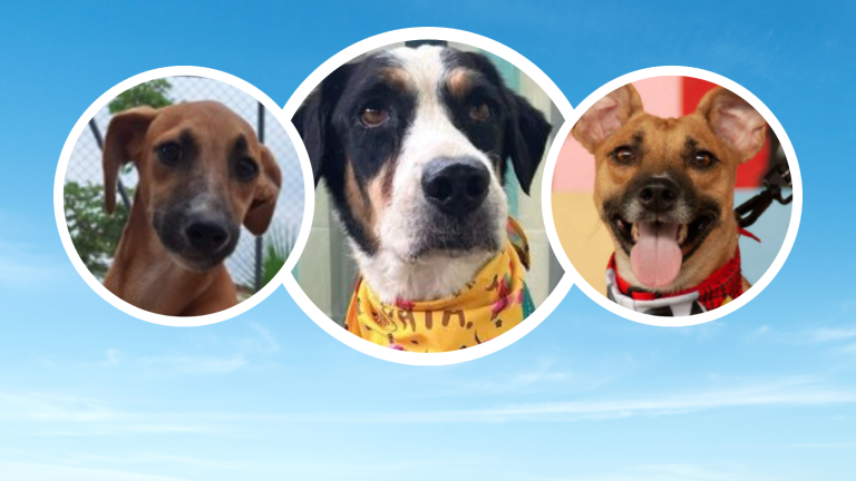 Pasto, Rino, Ariel y más perritos estarán en adopción en la Calle Panamá este sábado 23 de marzo