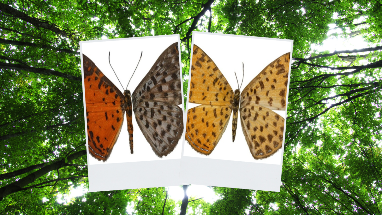 Nueva especie de mariposa es descubierta en la reserva Mashpi-Tayra del Chocó Andino
