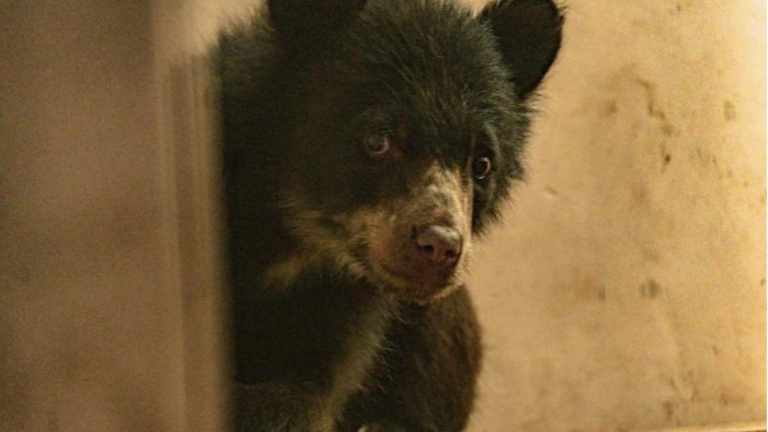 'Un hábitat para Sisa', la iniciativa con la que el Zoológico de Quito busca construir un hogar para una osezna que sobrevivió al maltrato