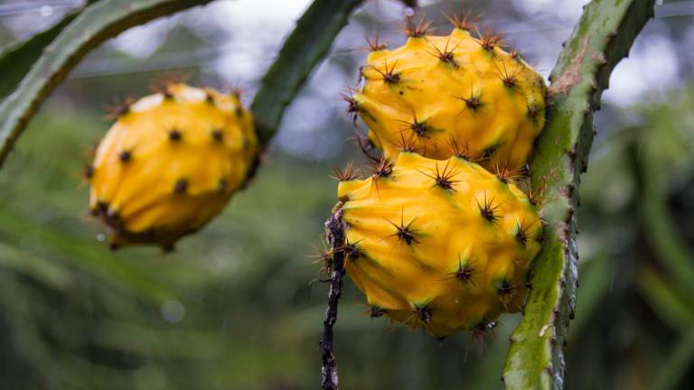 La pitahaya ecuatoriana llega a 61 mercados internacionales.