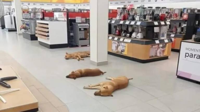 Tienda en México abre sus puertas a perros sin hogar para que se refresquen ante la ola de calor