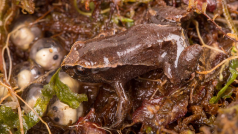Descubren nuevo género de ranas en los bosques nublados andinos de Ecuador