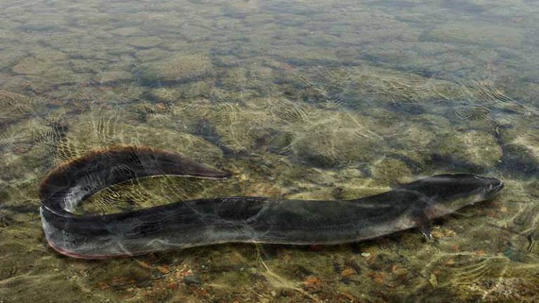 Biólogo ofrece su mano a una anguila eléctrica y esto es lo que pasa