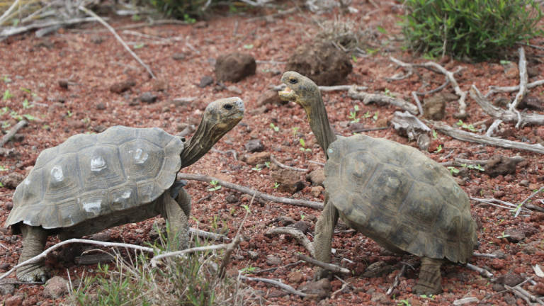 Liberan a 191 tortugas gigantes en una isla de Galápagos