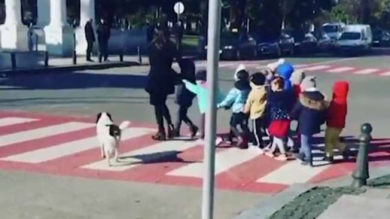 Perro callejero salta a la fama como regulador de tráfico en Georgia