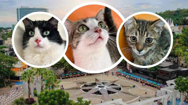 Gatitos podrán ser adoptados en la Plaza Guayarte este sábado 6 de abril