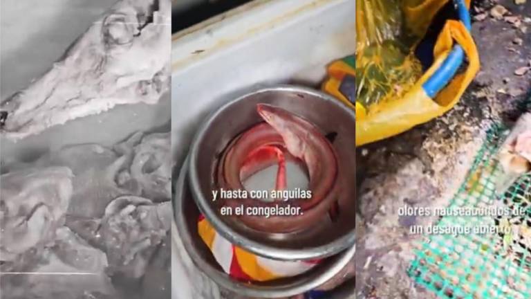 VIDEO | ARCSA halla cráneos de una especie ‘no identificada’ en chifa del centro de Guayaquil