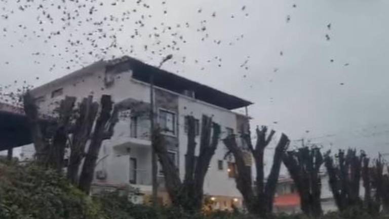 Tala de ficus en la urbanización Las Garzas podría ser sancionada con más de USD 20.000