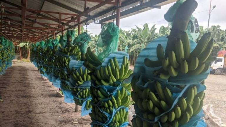 Noboa podrá ordenar la fijación del precio mínimo del banano en cualquier momento del año