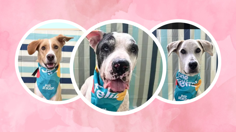 Perritos estarán en adopción en el barrio Las Peñas de Guayaquil, este domingo 7 de julio