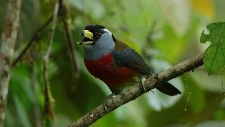 Día Mundial de la Vida Silvestre: La importancia de la preservar la biodiversidad mágica del Chocó Andino