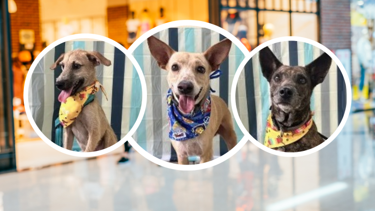 Lisa, Cookie, Crillón y más perritos estarán en adopción en Vía a la Costa este sábado 27 de abril