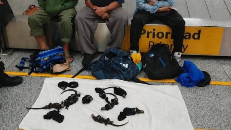 Tres extranjeros condenados a cuatro años de cárcel por intentar sacar 12 iguanas de Galápagos desde Guayaquil