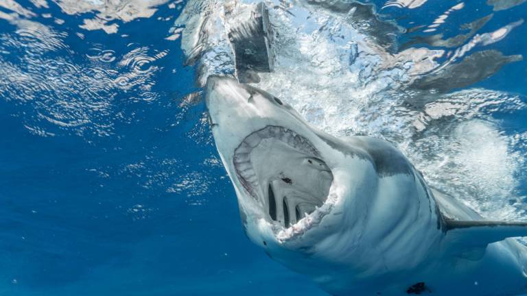 La inesperada razón por la que los tiburones blancos son una amenaza en California