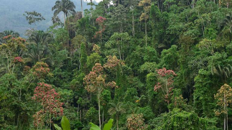 Bosque de Naranjal será declarado área de conservación