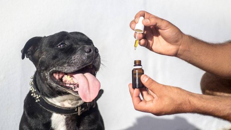 CBD, Cannabis medicinal para los dolores de nuestras mascotas