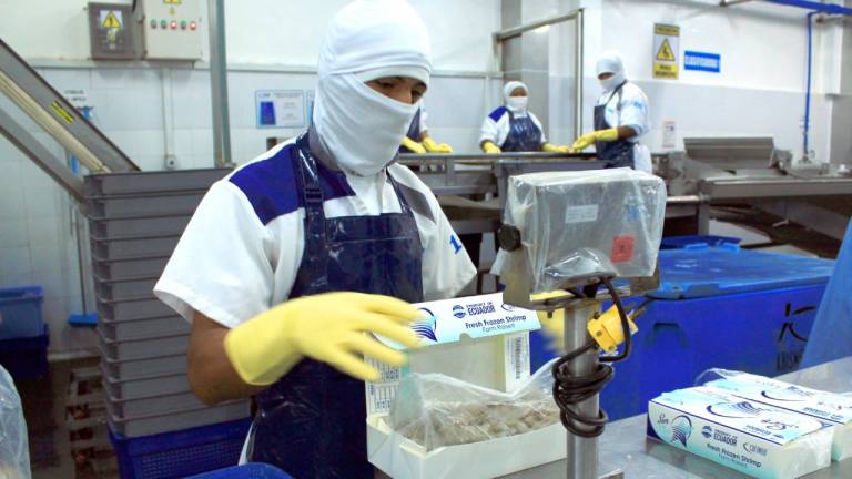 Ampliación de cupo de importación para camarón en Europa afectaría al Ecuador
