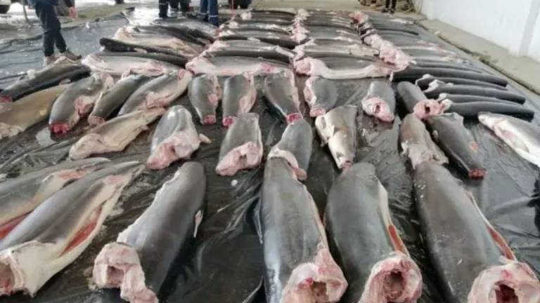 Informe de la Asamblea denuncia falta de actuación de las autoridades sobre pesca ilegal en Galápagos