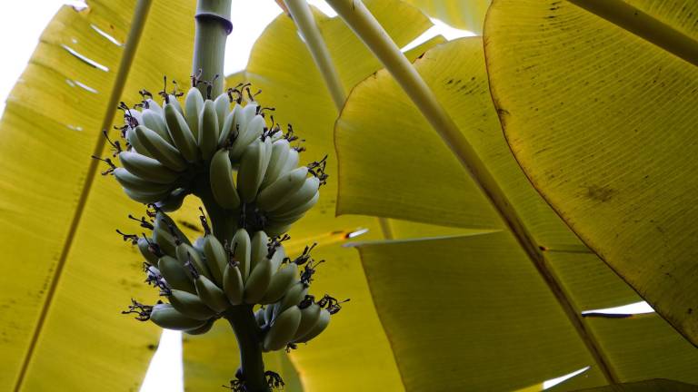 Ecuador confirma primer brote del Hongo Fusarium Raza 4 en plantaciones bananeras