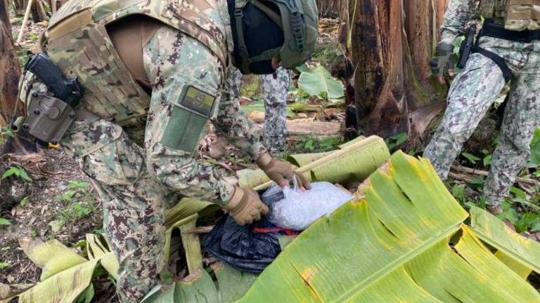 Operativos militares revelan nexos de Los Lobos con camaronera y bananera en El Oro