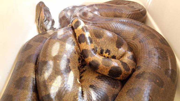 Un total de 29 especies de vida silvestre fueron liberadas.